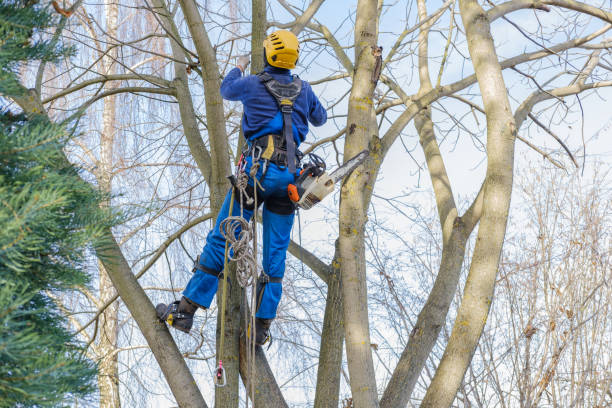 Trusted New Market, MD Tree Care Services Experts