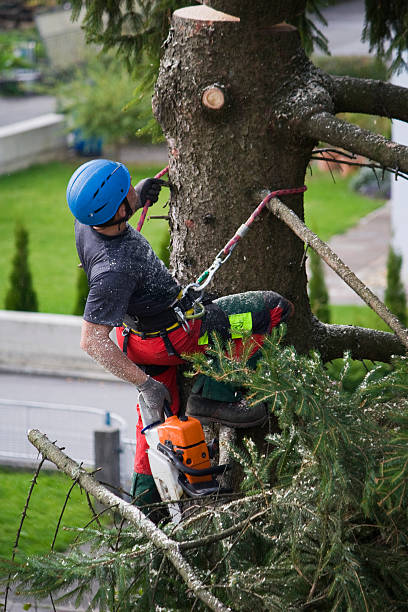 Best Tree Removal  in New Market, MD